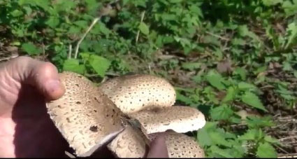 A Sassari intossicazione da funghi, Ats informa