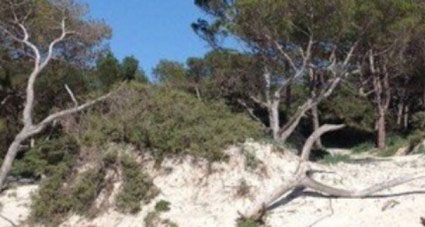 Il Gruppo Sardegna Ambiente precisa: la relazione del Prof Farris ha interessato tutto il litorale sabbioso
