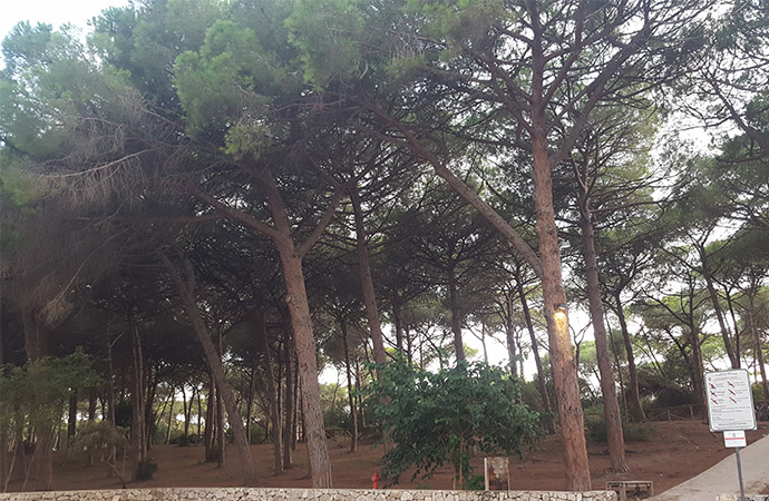 Cantiere boschivo,  bando per sei assunzioni ad Alghero