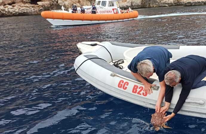 Guardia Costiera e  Amp Capo Caccia-Isola Piana rilasciano un esemplare di “Caretta Caretta”