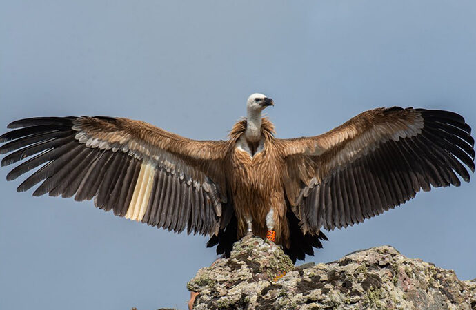 Progetto LIFE Safe For Vultures: il numero di Grifoni in Sardegna cresce ancora
