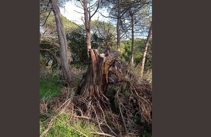 “Un Ginepro massacrato sulle dune di Maria Pia”