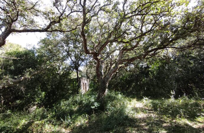 Nell’Azienda AGRIS di Bonassai (SS) si celebra la Giornata Internazionale delle Foreste, con un Seminario sul “Bosco di Bonassai”