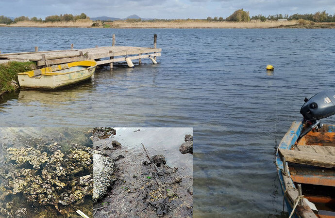 Il proliferare di alghe anomale nella Laguna del Calich in Commissione. Christian Mulas chiama anche LIPU, WWF e Legambiente