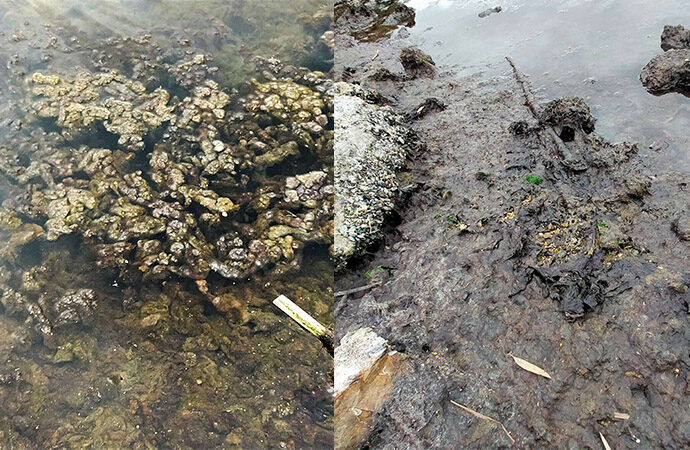 La Lipu lancia l’allarme sullo stato di salute della laguna del Calich: ci sono alghe invadenti mai viste prima