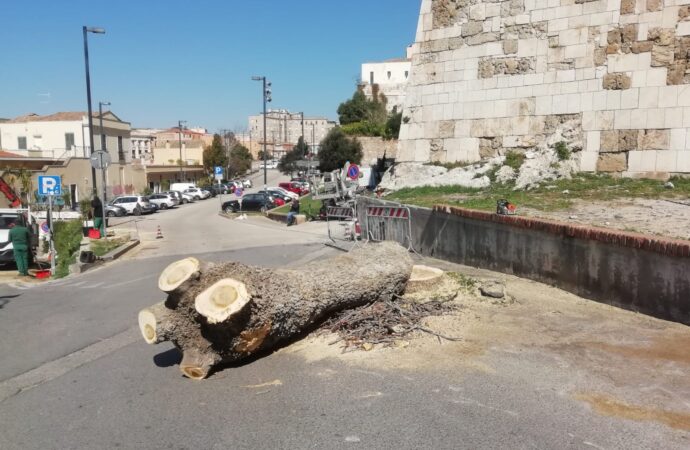 Cagliari, Via del Cammino Nuovo (e non solo), alberi tagliati infischiandosene dei vincoli ambientali e culturali.