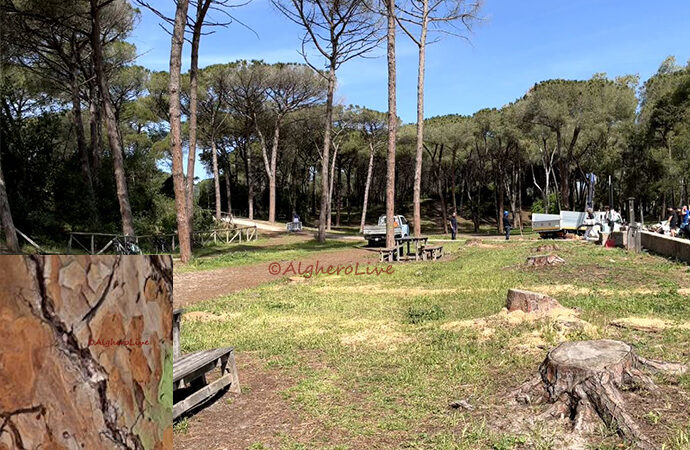 La Pineta di Maria Pia attaccata dal Tomicus Piniperda, distrutta un’area di quasi 5 mila mq. Infestata quasi tutta è a richio scomparsa