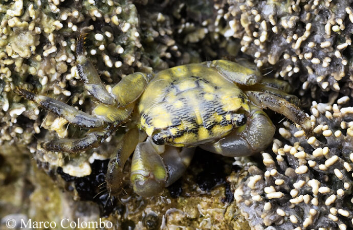 Area Marina Protetta Capo Caccia-Isola Piana: scoperta una specie di granchio mai segnalata prima in Sardegna.