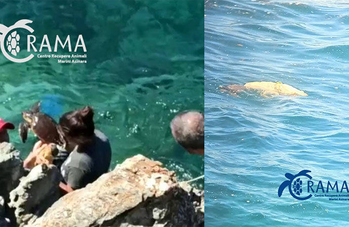 La BN del Corpo Forestale salva e affida al CRAMA una “Caretta Caretta”impigliata in un sacco di nylon