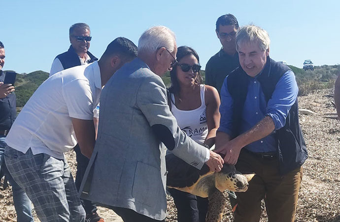 Liberata nel mare dell’Asinara un esemplare di tartaruga marina Caretta Caretta