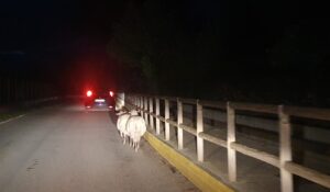 Pecore vaganti sulla strada di Valverde