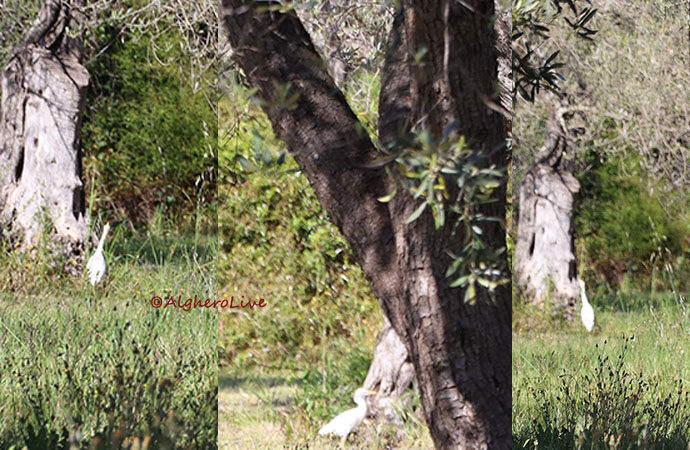 Ecco l’Airone Guardabuoi, di casa anche ad Alghero. E’ una specie protetta
