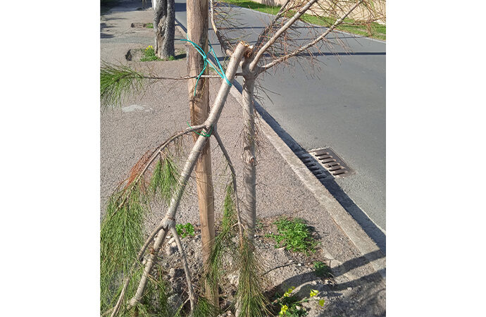 Cagliari, vergognoso vandalismo lungo Viale Calamosca