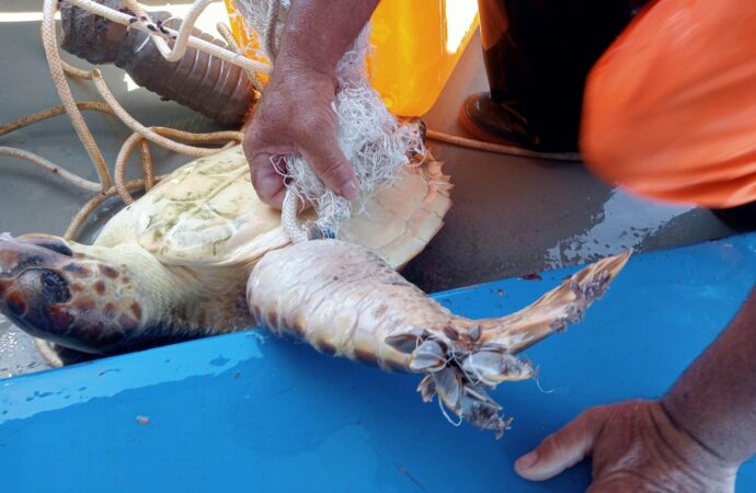 Al largo di Capo Caccia salvataggio in mare di una tartaruga Caretta caretta