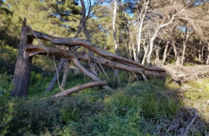 Punta Giglio e Capo Caccia: i terreni comunali in comodato d’uso al Parco di Porto Conte per 10 anni