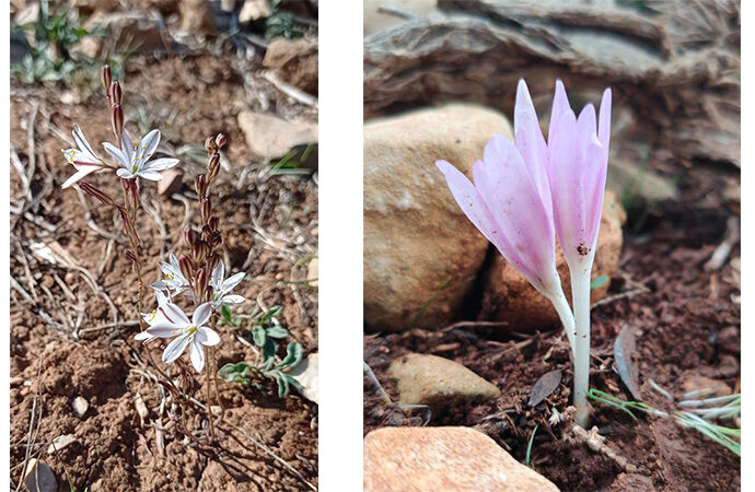 Scoperte due nuove specie botaniche nel Parco di Porto Conte