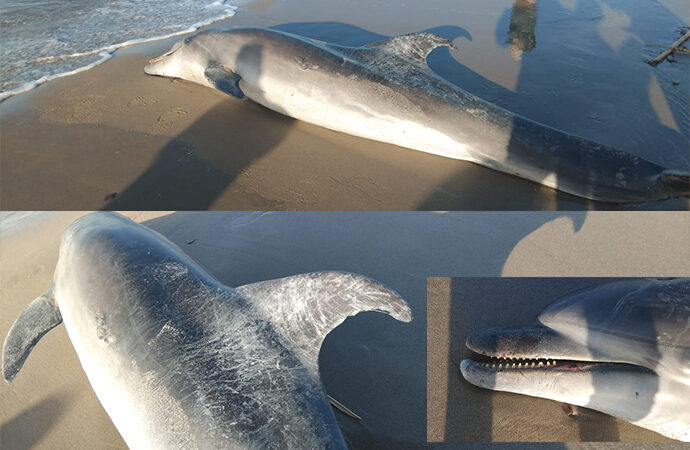 Nella Marina di Sorso è stato rinvenuto un delfino spiaggiato