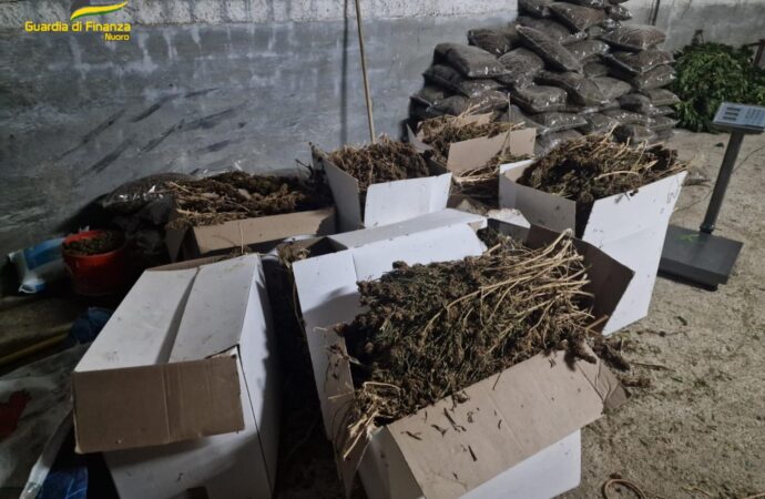 La GdF di Nuoro ha tratto in arresto un uomo  per aver realizzato una piantagione di 1414 piante di “canapa da droga”