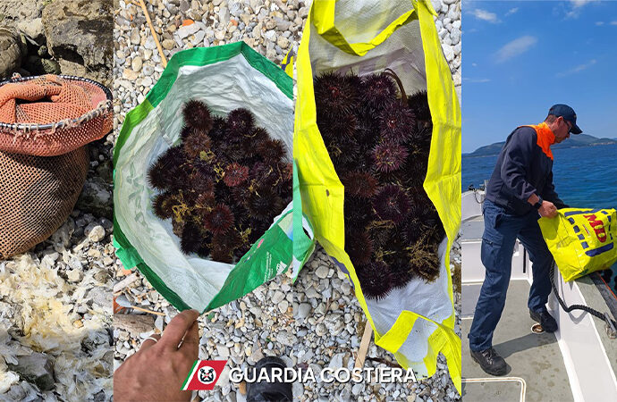 Pesca abusiva del riccio di mare, la Guardia Costiera di Alghero sequestra 250 esemplari