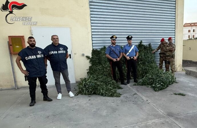 Bottida, scoperta da Carabinieri una piantagione di canapa indiana, arrestato un uomo