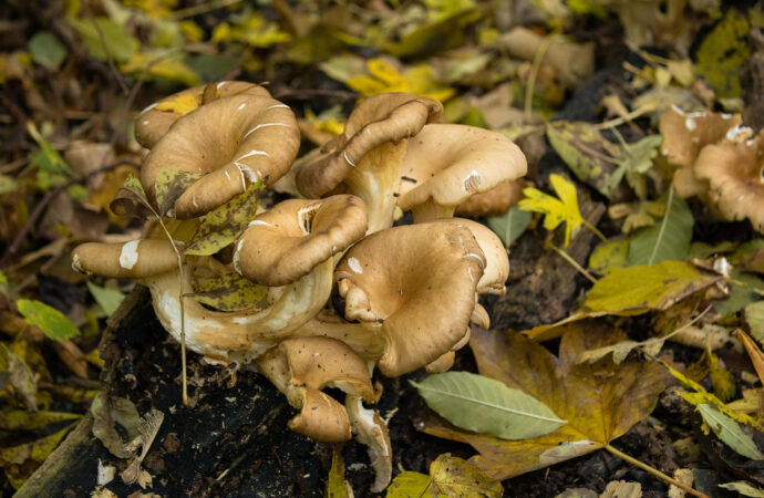 Inizia la stagione dei funghi, la Asl attiva l’ispettorato micologico