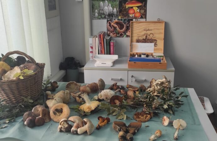 Intossicazione in seguito al consumo di funghi: l’appello della Asl di Sassari