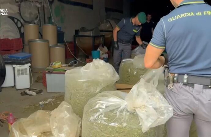 GdF Sassari: sequestrati 276 kg di infiorescenze di Cannabis e 2000 piante, denunciata una persona