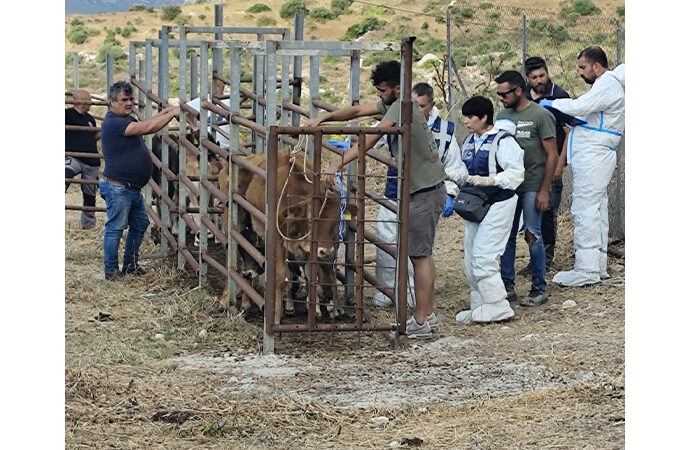 Dermatite bovina: estinti i focolai del Nord ovest Sardegna