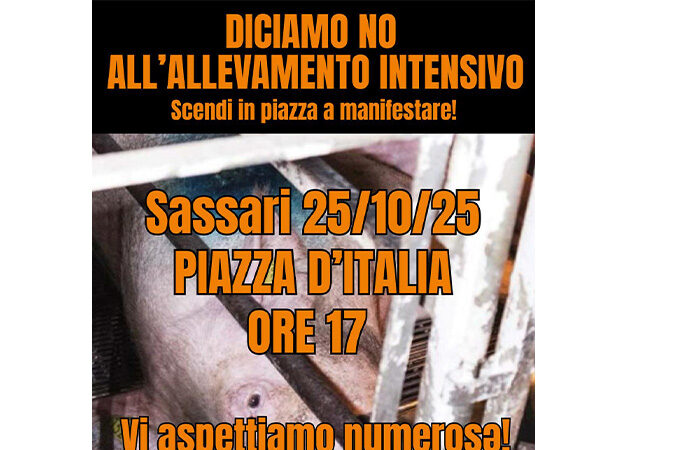 Sassari, in località Caniga previsto un allevamento di maialetti: LAV denuncia gravi rischi ambientali e disagi per i residenti