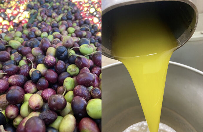 Olio di oliva sardo, Alghero e Nurra produrranno più di 9.000 q.li. Le proiezioni del Centro Studi Agricoli