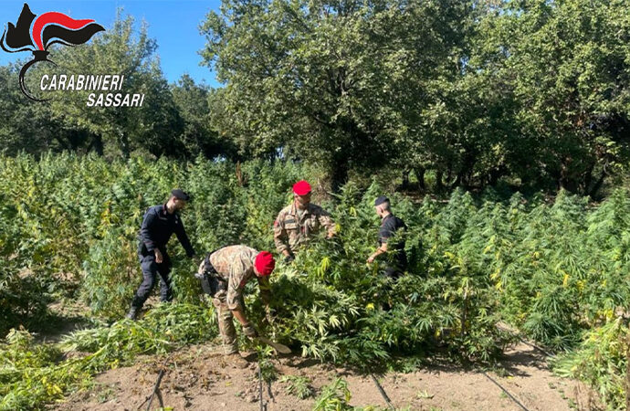Piantagione di cannabis sulle rive del “Coghinas”. Arrestato il proprietario del terreno