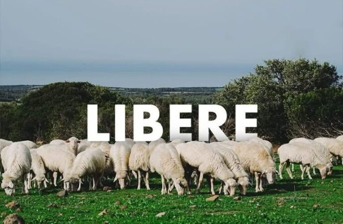 CSA su pecorino romano: Il Ministero ha approvato il nuovo disciplinare. Il Pecorino Romano DOP rischia di diventare un generico formaggio ovino industriale