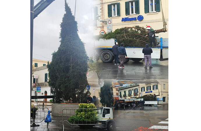 A Porta Terra un albero di Natale vero, stamattina i lavori del suo posizionamento