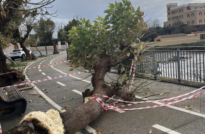 Cade un altro albero di Phitolacca sul Lungomare
