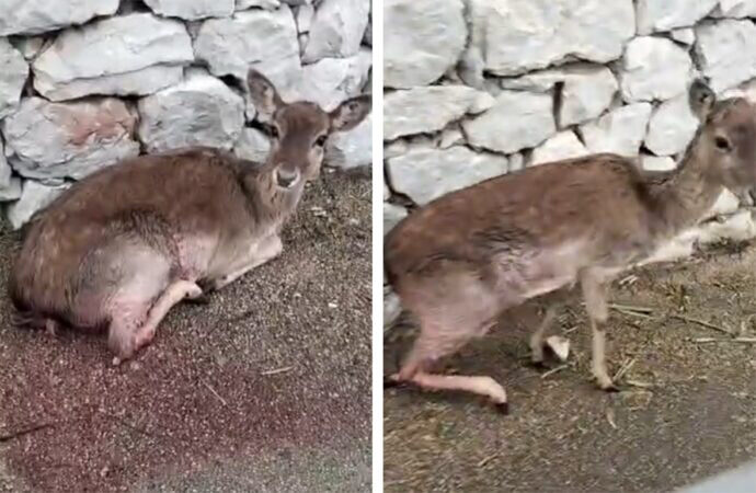 Mulas su Emergenza  Daini nel Parco di Porto Conte: ennesimo incidente, necessario rafforzare le azioni di contenimento