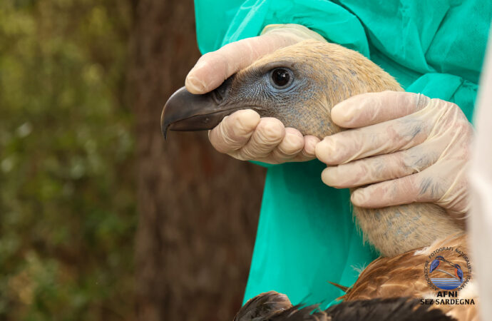 LIFE Safe for Vultures, liberato l’ultimo contingente destinato al ripopolamento nel Sud Sardegna