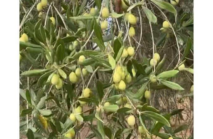 Alghero, olive comunali ai cittadini: al via le domande per la raccolta gratuita 2026/2027