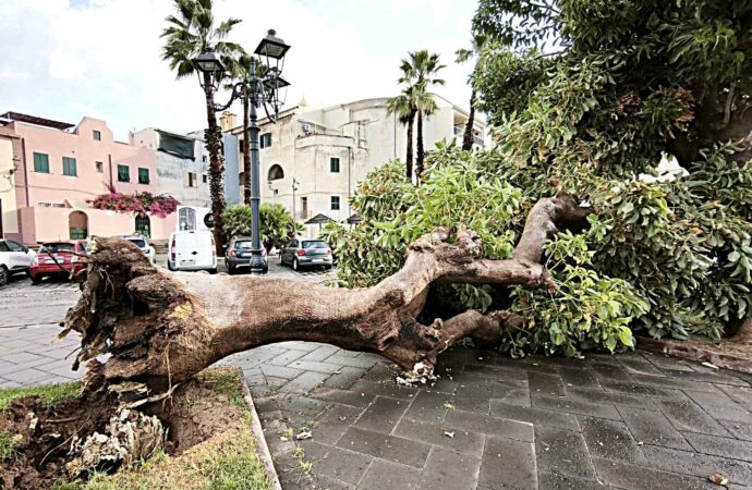 Un piano per il verde pubblico nell’era del cambiamento climatico